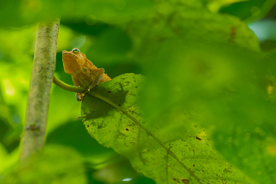 8 perspective tips for macro photography