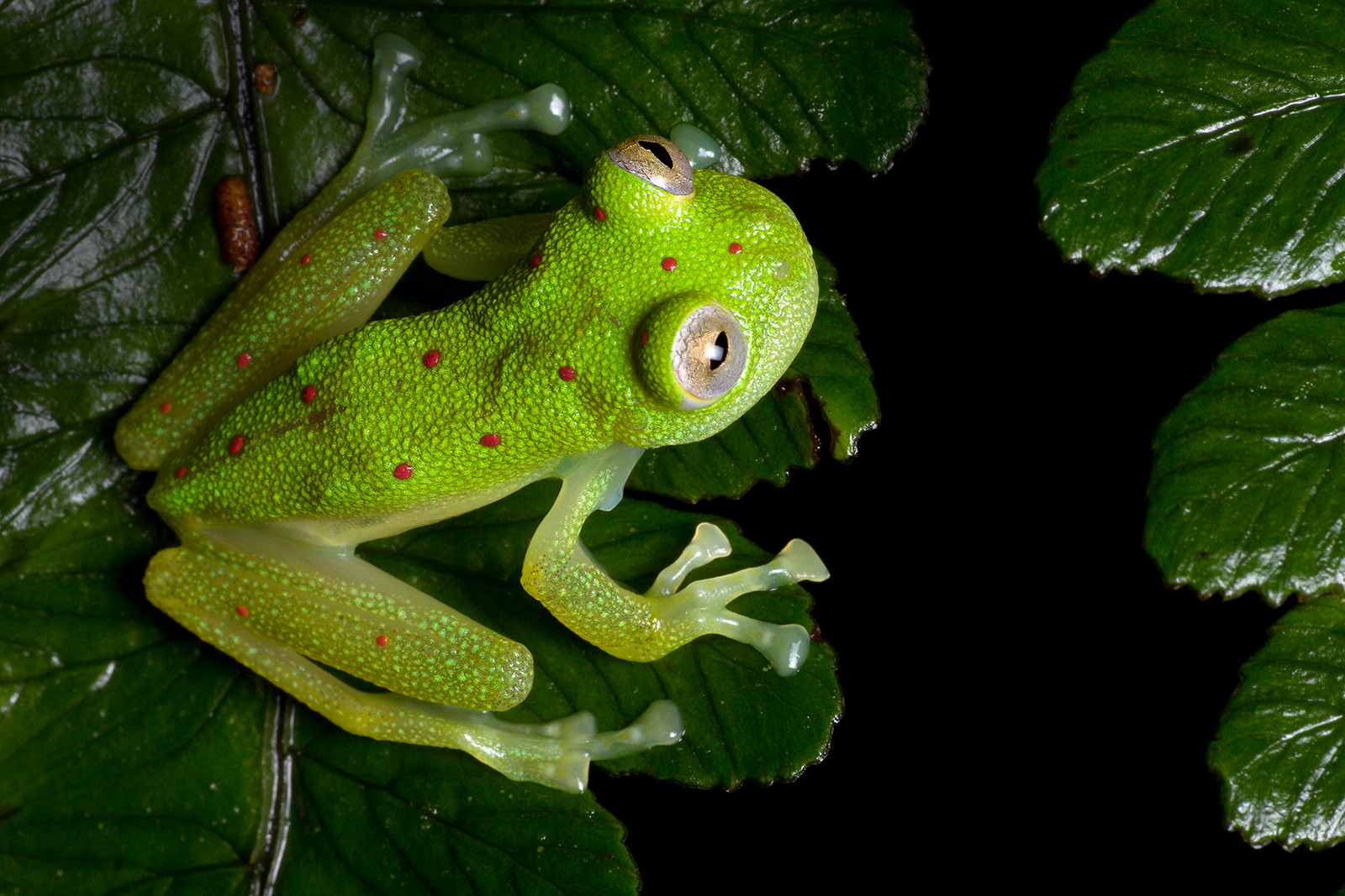 Nymphargus grandisonae
