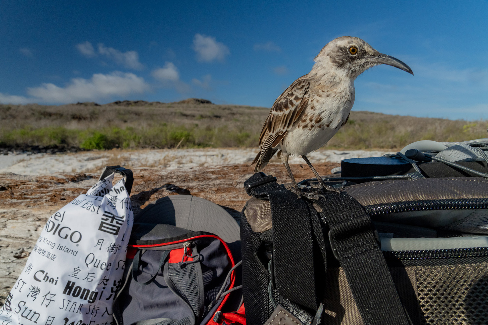 Image showing a mockingbird perched on photography luggage