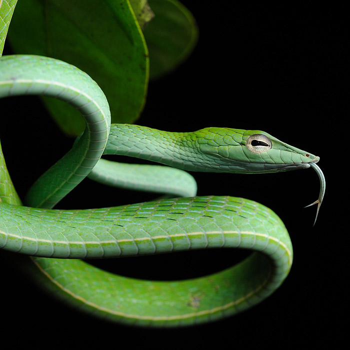 Image of an Oriental Whipsnake (Ahaetulla prasina)