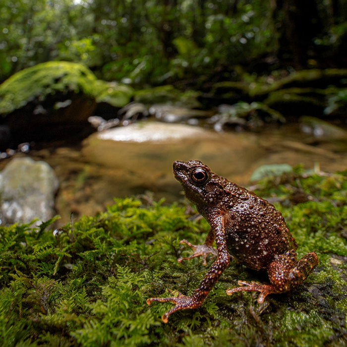 Image of a Kinabalu Slender Toad (Ansonia hanitschi)