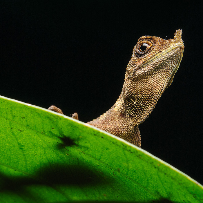 Image of an Ornate Earless Agama (Aphaniotis ornata)