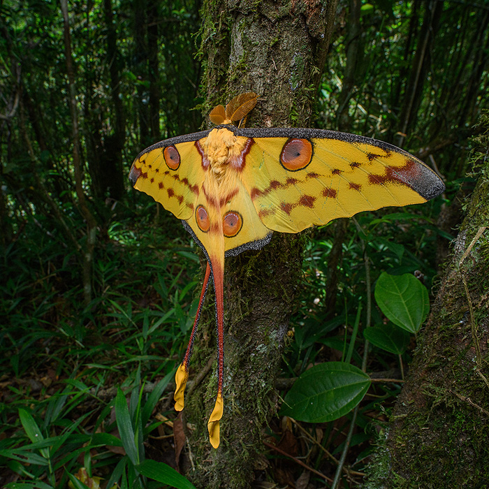 Image of a Comet Moth (Argema mitrei)