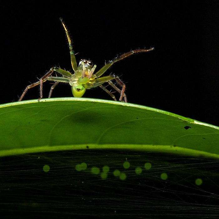 Image of an Emerald Jumping Spider (Asemonea ornatissima)