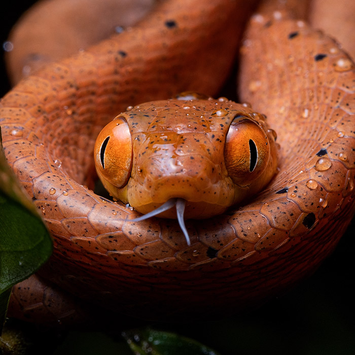 Image of a Black-headed Cat Snake (Boiga nigriceps)