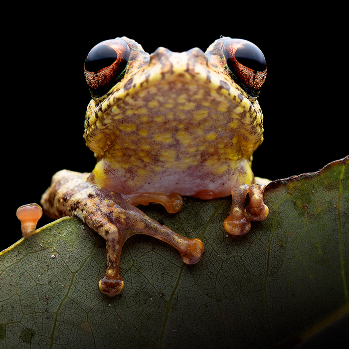 Image of a Warty Bright-eyed Frog (Boophis guibei)