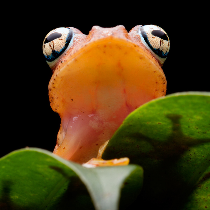 Image of a Red Bright-eyed Frog (Boophis pyrrhus)