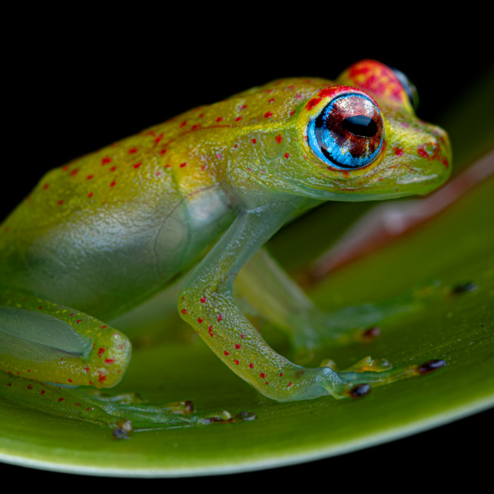 Image of a Tasymena Bright-eyed Frog (Boophis tasymena)