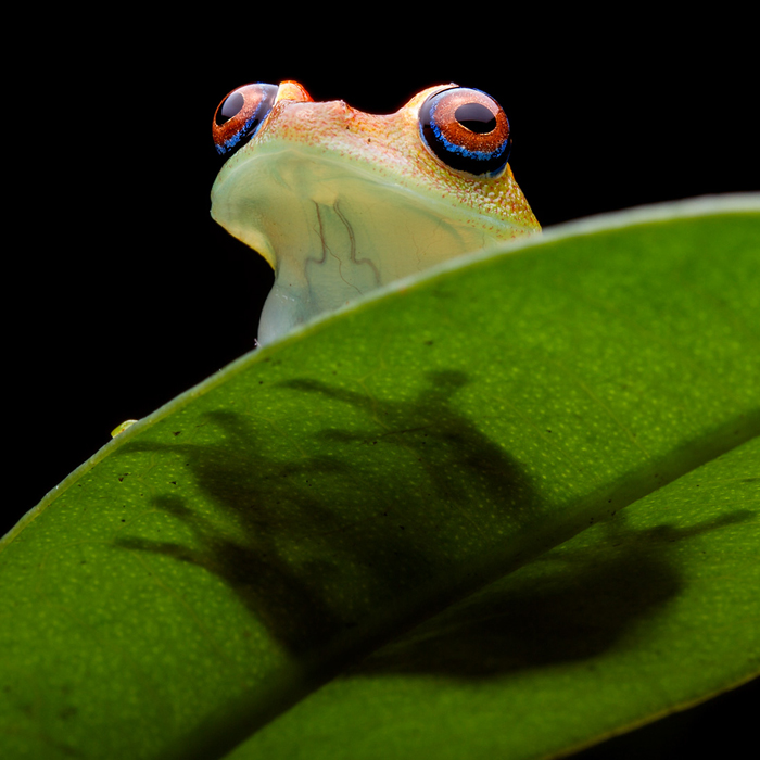 Image of a Green Bright-eyed Frog (Boophis viridis)