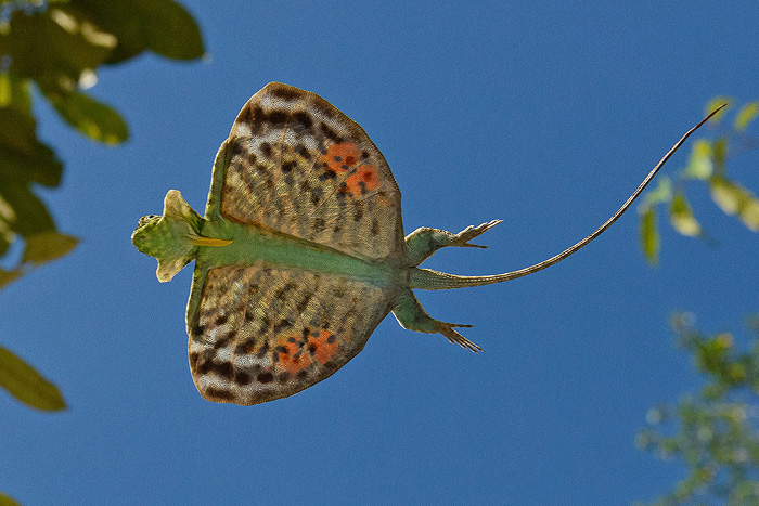 Image of a flying lizard