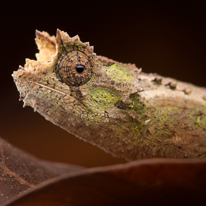 Image of a Thiel’s Pygmy-Chameleon (Brookesia thieli)