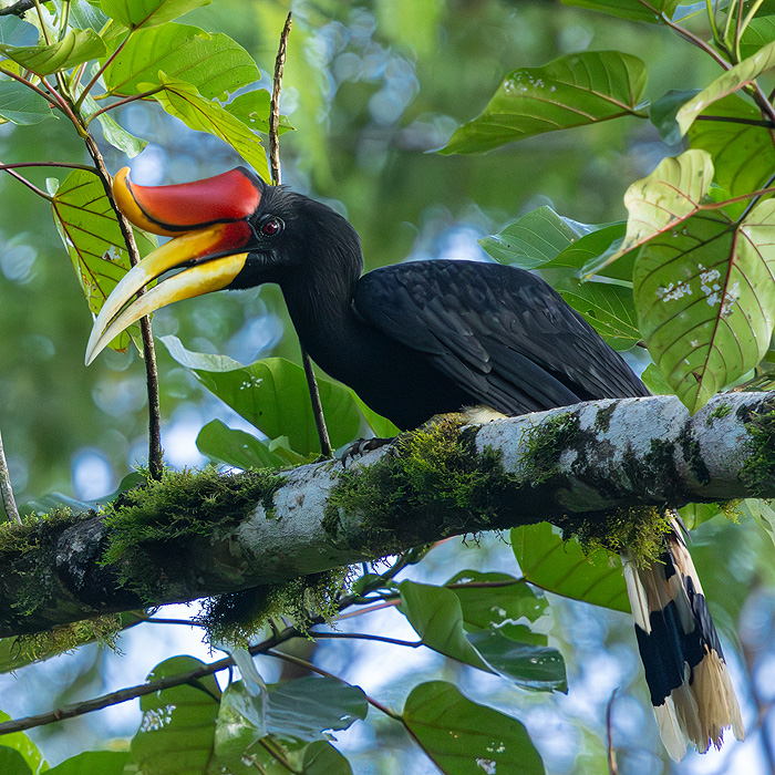 Image of a Rhinoceros Hornbill (Buceros rhinoceros)