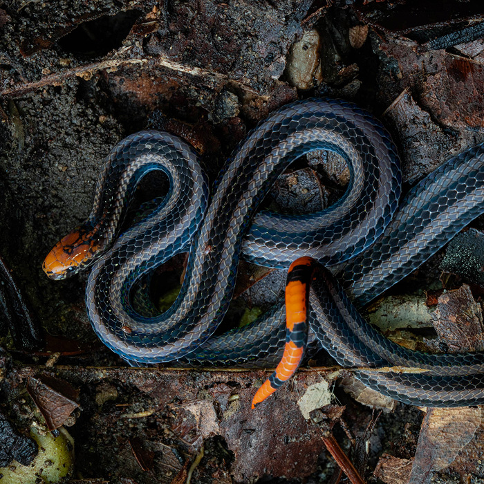 Image of a Black-striped Coral Snake (Calliophis nigrotaeniatus)