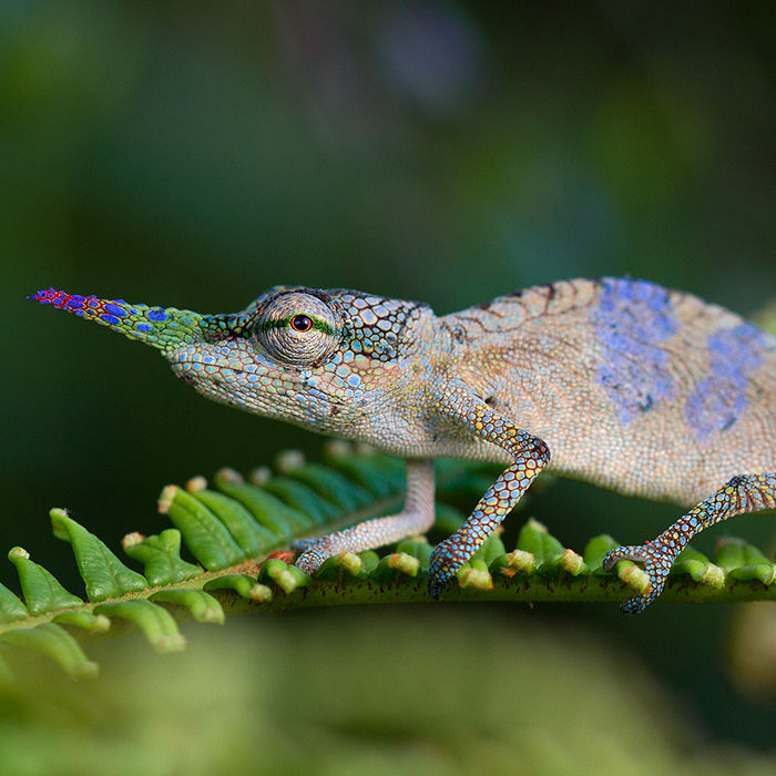 Image of a Lance-nosed Chameleon (Calumma gallus)
