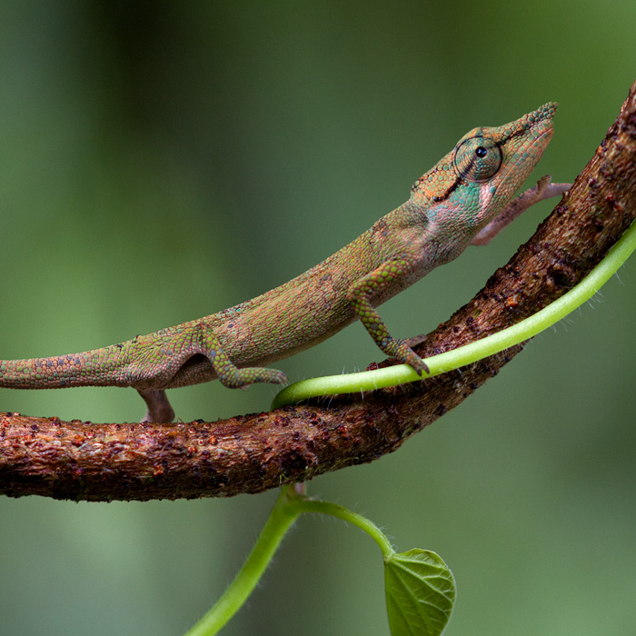 Image of a Big-nosed Chameleon (Calumma nasutum)