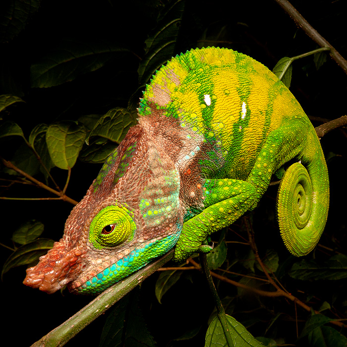 Image of an Oshaughnessy’s Chameleon (Calumma oshaughnessyi)