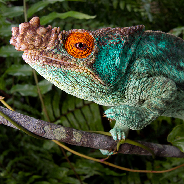 Image of a Parson’s Chameleon (Calumma parsonii)