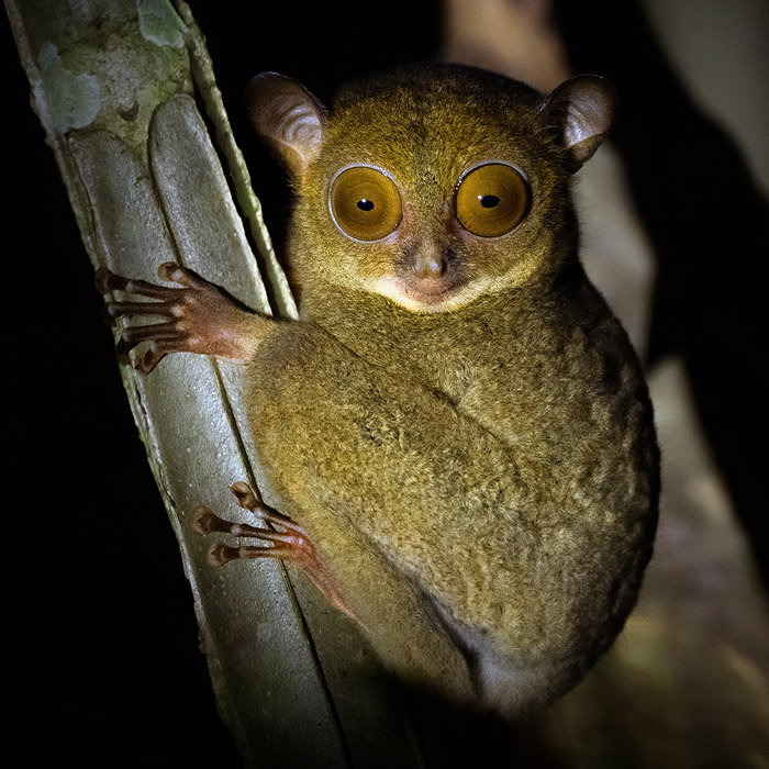 Image of a Horsfield’s Tarsier (Cephalopachus bancanus)