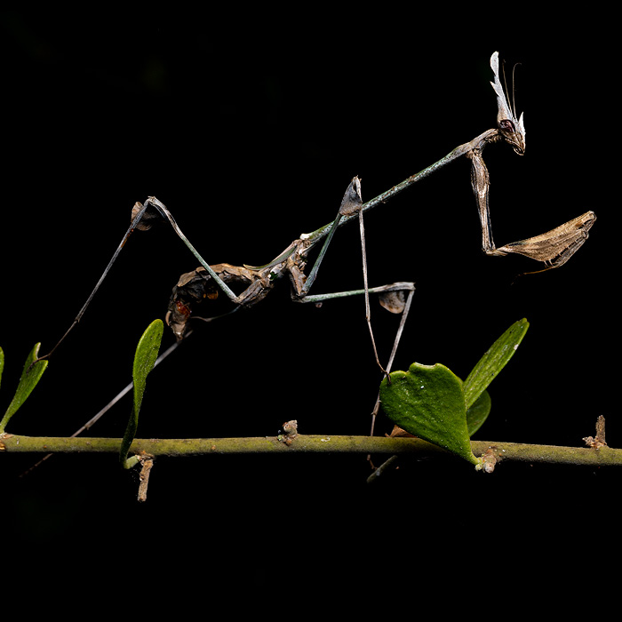 Image of a Madagascar Cone-headed Mantis (Chopardempusa neglecta)