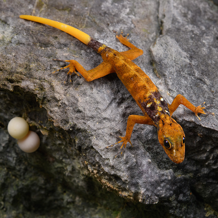 Image of a Fairy Rock Gecko (Cnemaspis paripari)