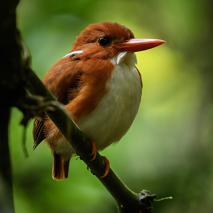 Image of a Madagascar Pygmy Kingfisher (Corythornis madagascariensis)