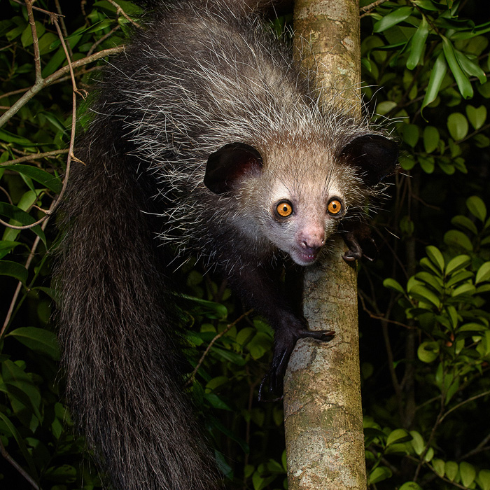 Image of an Aye Aye (Daubentonia madagascariensis)