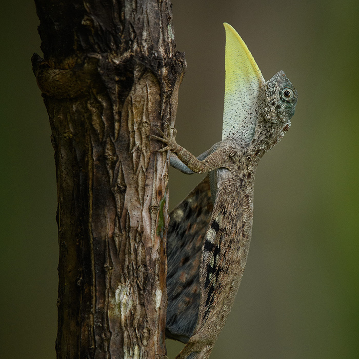 Image of a Sumatran Gliding Lizard (Draco sumatranus)