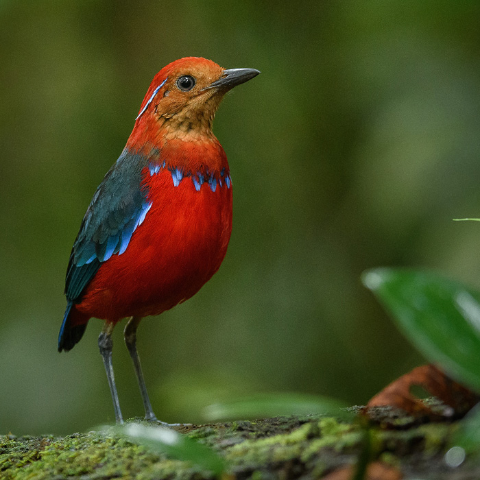 Image of a Blue-banded Pitta (Erythropitta arquata)