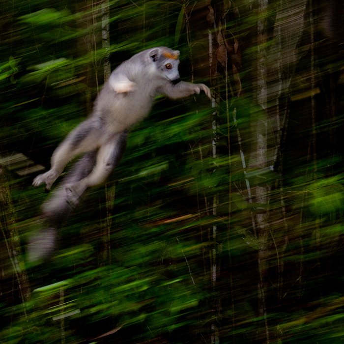 Image of a Crowned Lemur (Eulemur coronatus)