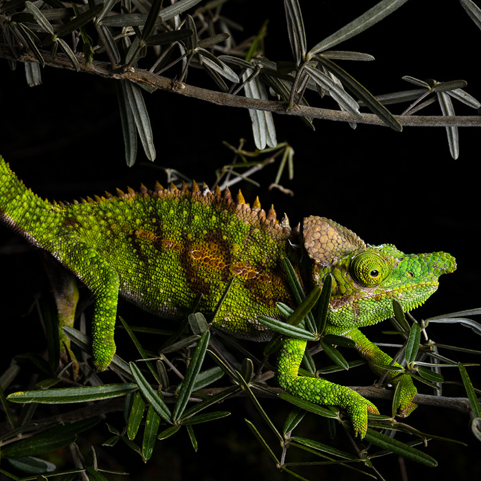 Image of an Antimena Chameleon (Furcifer antimena)