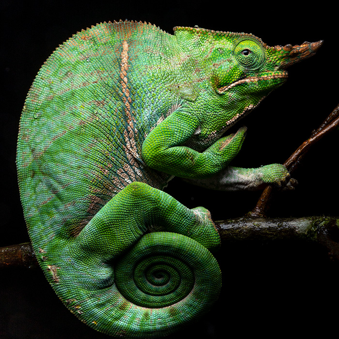 Image of a Two-banded Chameleon (Furcifer balteatus)