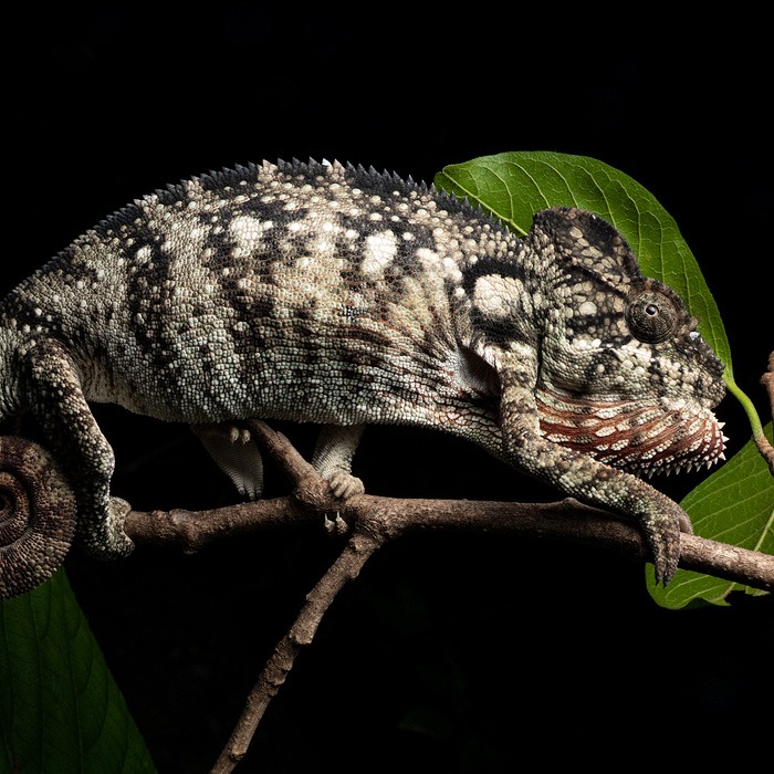 Image of a Malagasy Giant Chameleon (Furcifer oustaleti)