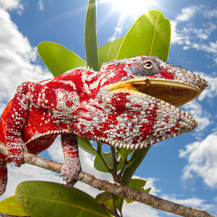 Image of a Panther Chameleon (Furcifer pardalis)