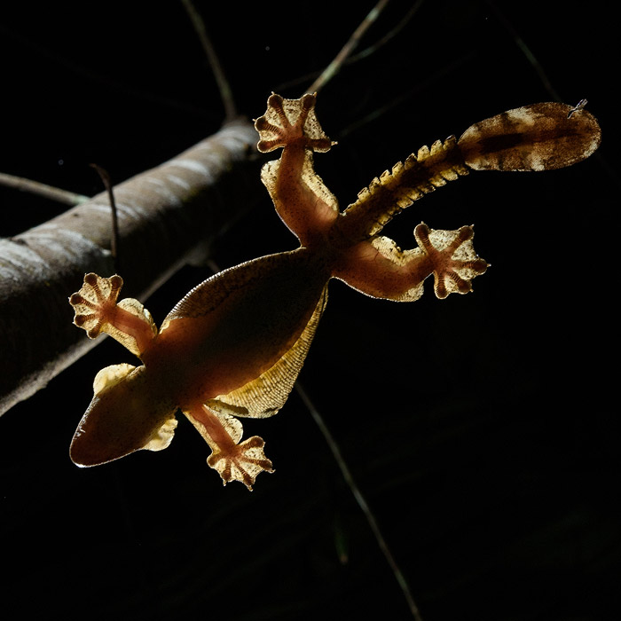 Image of a Kuhl’s Flying Gecko (Gekko kuhli)