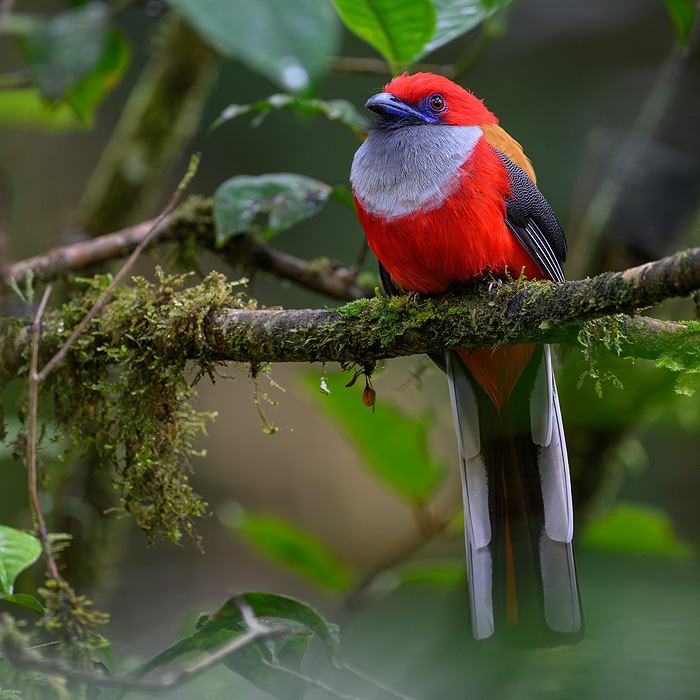 Image of a Whitehead’s Trogon (Harpactes whiteheadi)