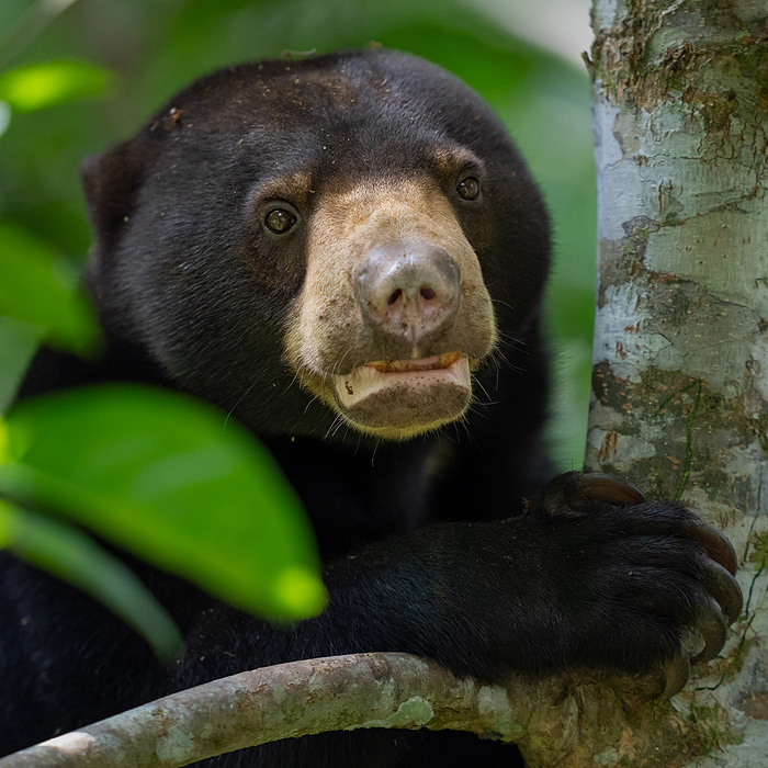 Image of a Sun Bear (Helarctos malayanus)