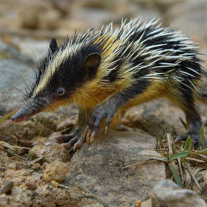 Image of a Lowland Streaked Tenrec (Hemicentetes semispinosus)