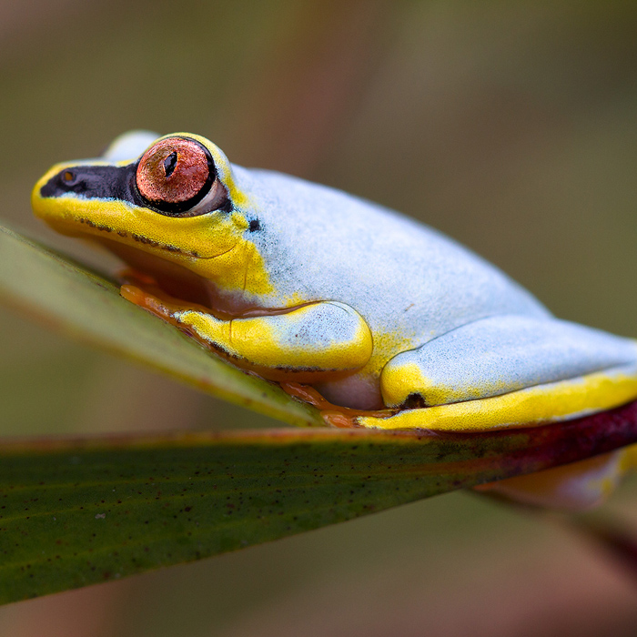 Image of a Madagascar Reed-Frog (Heterixalus madagascariensis)