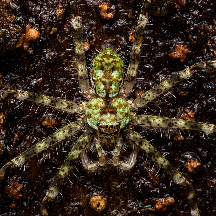Image of a Lichen Huntsman Spider (Heteropoda boiei)