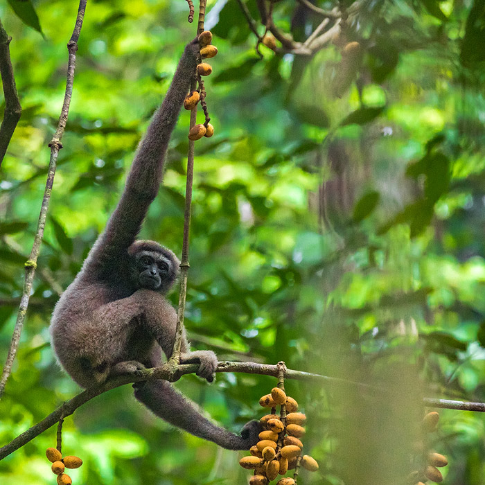Image of a Müller’s Gibbon (Hylobates muelleri)