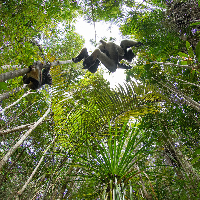 Image of an Indri (Indri indri)