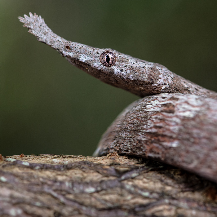 Image of a Madagascar Leaf-nosed Snake (Langaha madagascariensis)