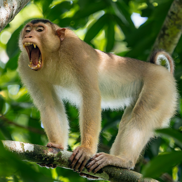 Image of a Southern Pig-tailed Macaque (Macaca nemestrina)
