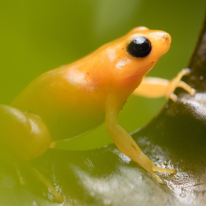 Image of a Golden Mantella (Mantella aurantiaca)