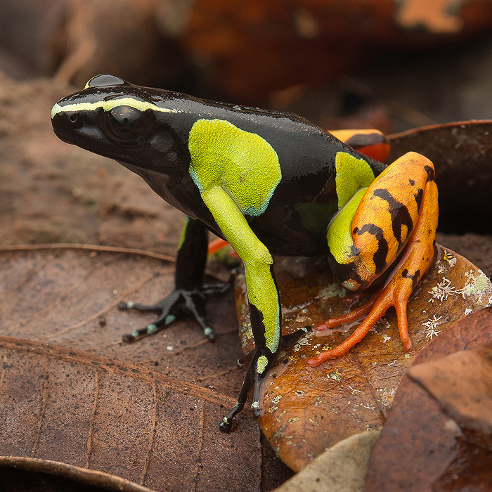 Image of a Baron’s Mantella (Mantella baroni)