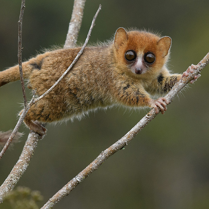 Image of a Brown Mouse-Lemur (Microcebus rufus)