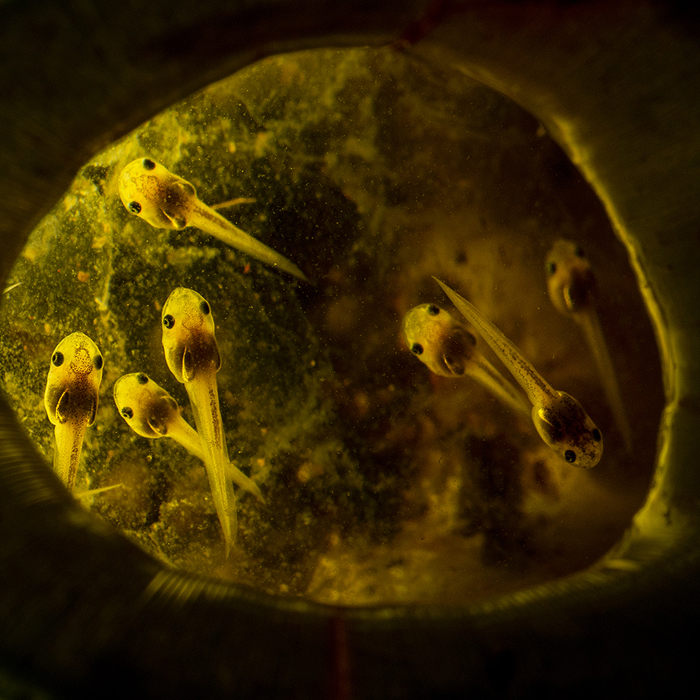 Image of a Borneo Narrow-mouthed Frog (Microhyla borneensis)