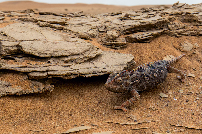 Image of a chameleon walking on the sand