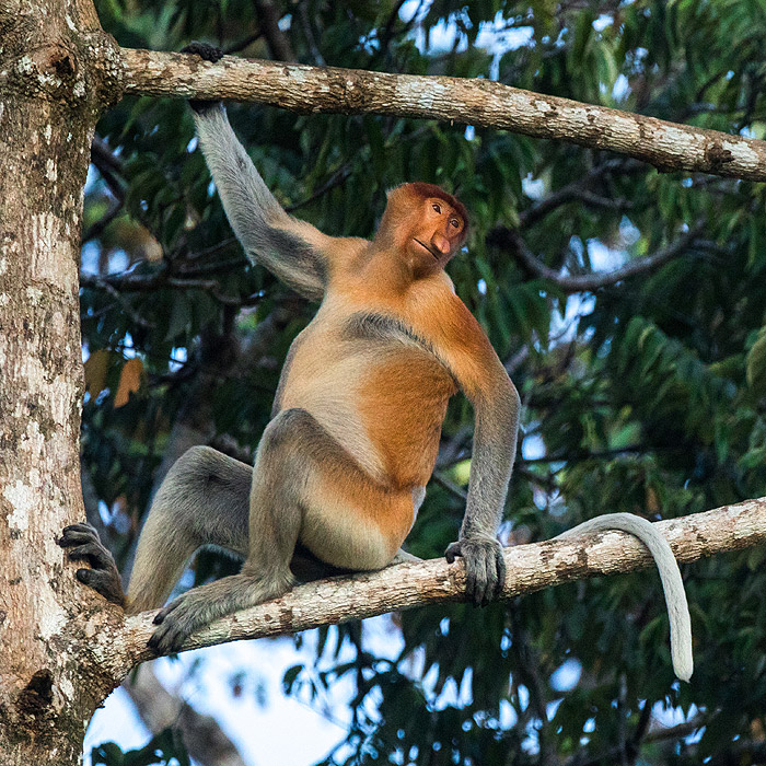 Image of a Proboscis Monkey (Nasalis larvatus)