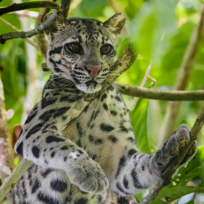Image of a Clouded Leopard (Neofelis nebulosa)